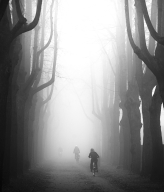 Allee im Nebel